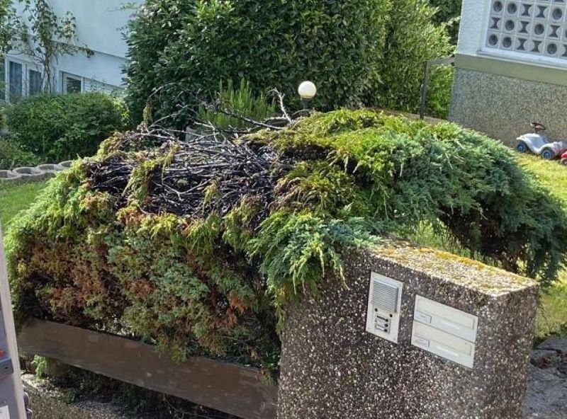 Bild "Einsatzberichte:20240717_Einsatz_Schafgarten.jpeg"